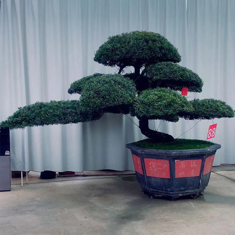 罗汉松庭院造型树盆景迎客松黑松造型树别墅大型罗汉松绿树苗