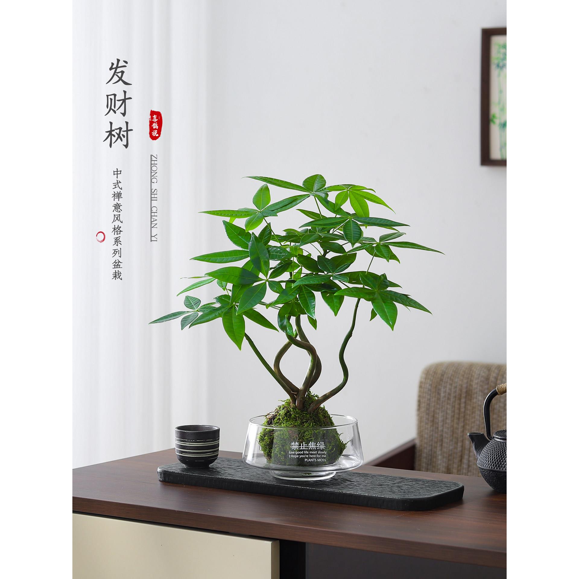 发财树苔藓球盆栽室内植物办公室桌面懒人好养活水培净化空气盆景