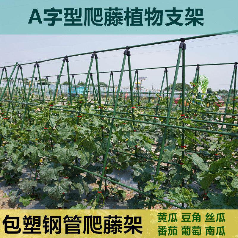 A架爬藤植物支架花架园艺包塑钢管支撑杆葡萄豆角番茄庭院瓜支柱