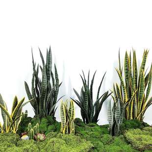 仿真植物金边虎皮兰盆栽民宿装饰造景摆件热带假绿植黄尾兰龙舌兰