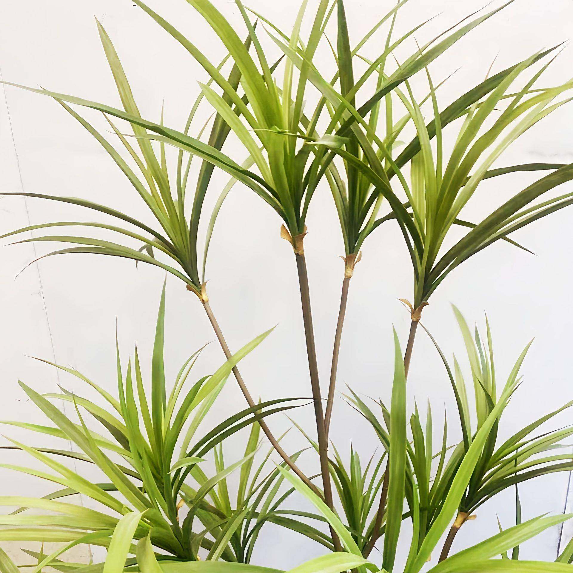 龙血树植物盆栽假树马尾铁千年木客厅橱窗落地家居装饰摆件绿植