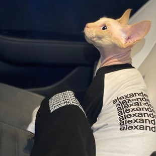 无毛猫衣服潮牌薄款短袖吊带空调房德文阿比司芬克斯猫衣服