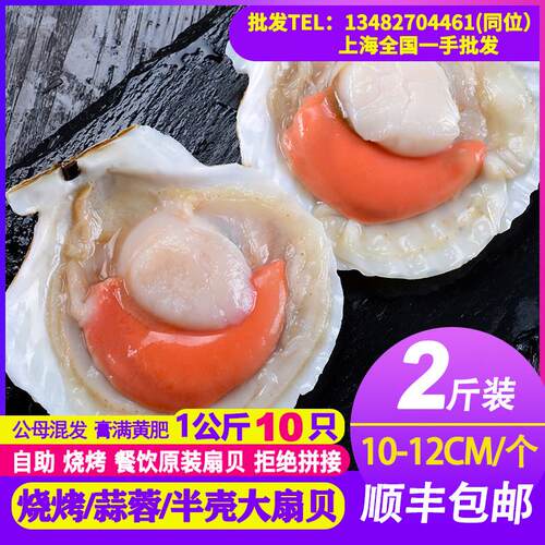虾夷大扇贝带壳超大冷冻半壳扇贝肉烧烤海水产蒜蓉粉丝大元贝2斤