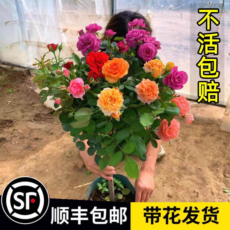 果汁阳台棒棒糖树桩月季特大花苗盆栽四季开花卉植物庭院多头玫瑰