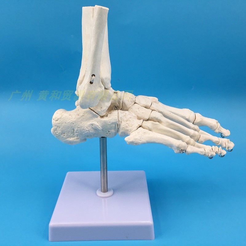 脚关节 踝关节模型足骨模型人体脚骨足模型 骨骼 教学医学 可活动