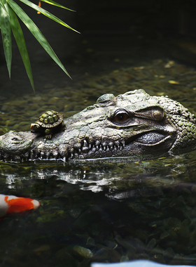 户外花园池塘动物浮水青蛙小摆件庭院鱼池假山喷泉流水造景装饰品