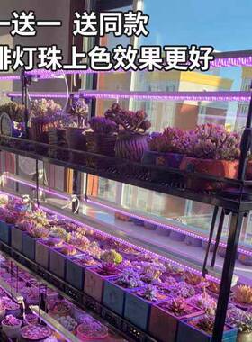 全光谱led多肉补光灯家用上色快防徒长仿太阳光花卉植物生长