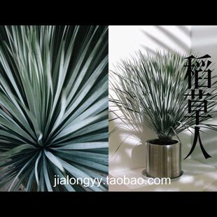 稻草人 鸟喙丝兰 龙舌兰科蓝长序丝兰属庭院景观植物蓝龙无刺草树