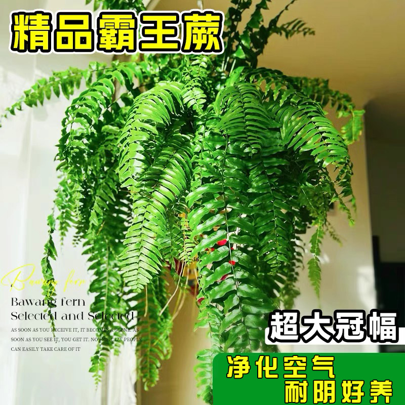 霸王蕨盆栽悬挂垂吊植物蕨类花卉绿植办公室内客厅好养易活夏季