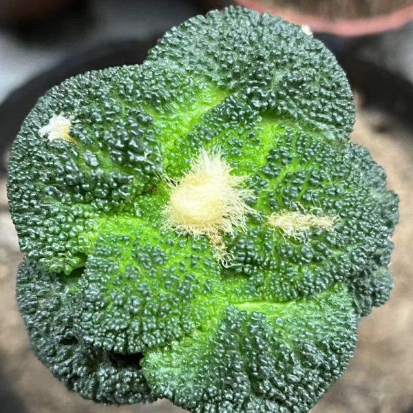 实生菜花哥斯拉牡丹实生仙人球籽播小苗种子姬牡丹勃氏辛顿黑牡丹