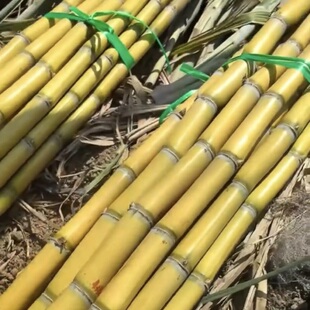 【活动价】云南黄金甘蔗新鲜应季水果批发黄皮青甘蔗脆甜多汁