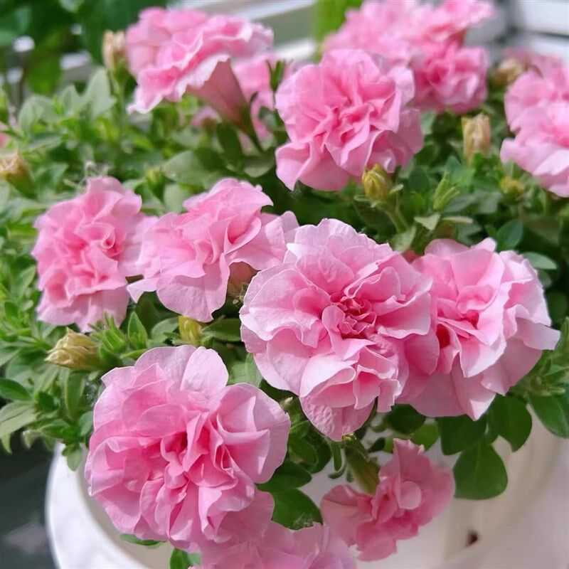 超级矮牵牛花苗盆栽阳台垂吊花卉重瓣冰淡紫百万小玲伊丽莎白带花