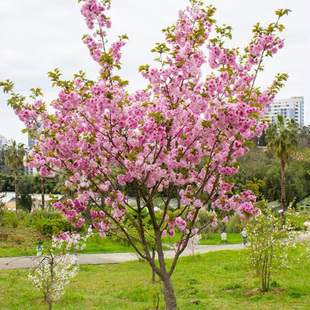绚丽海棠花树苗盆栽四季西府海棠花庭院阳K台耐寒花卉植物垂丝海