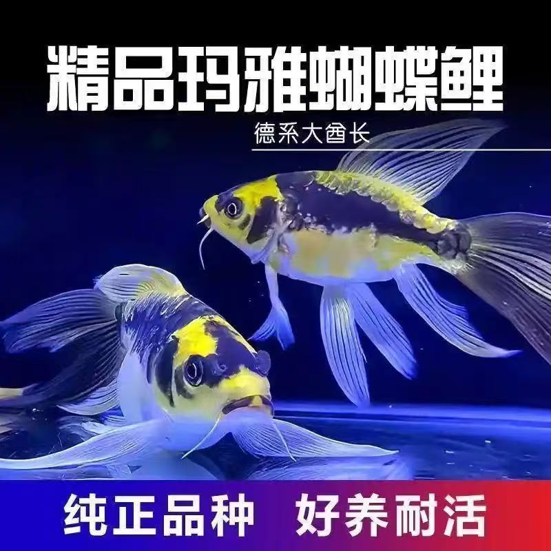 德系玛雅观赏鱼普身长短尾德系熊猫酋长彩蝶好养观赏鱼锦鲤淡水