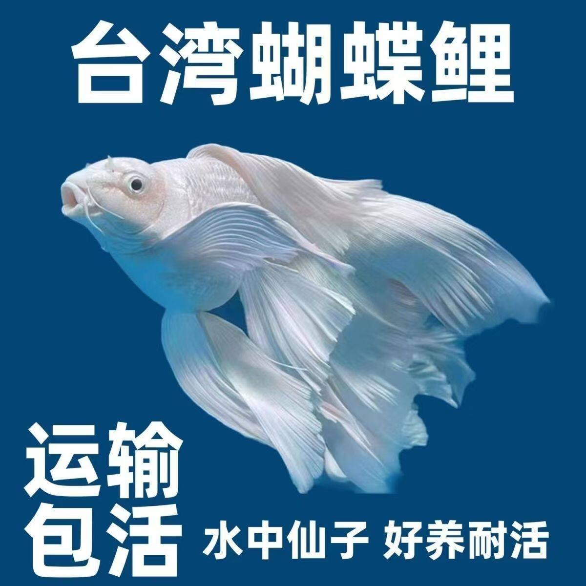 正品贵妃白蝴蝶鲤观赏鱼好养