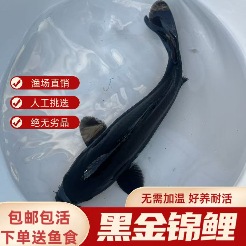黑草金精品观赏鱼黑金乌黑