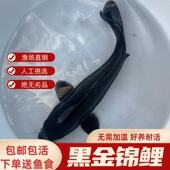 黑草金精品观赏鱼黑金乌黑冷水淡水活鱼耐活好养鱼苗锦鲤