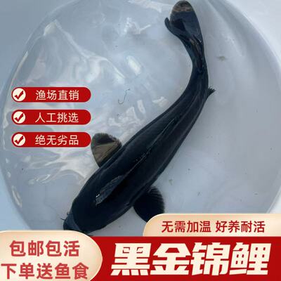 黑草金精品观赏鱼黑金乌黑