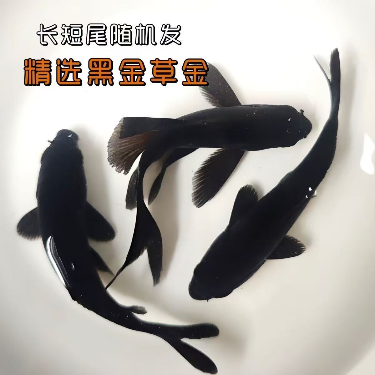 观赏鱼黑草金活体招财金鱼锦鲫易养活体鱼锦鲤鱼草金淡水鱼