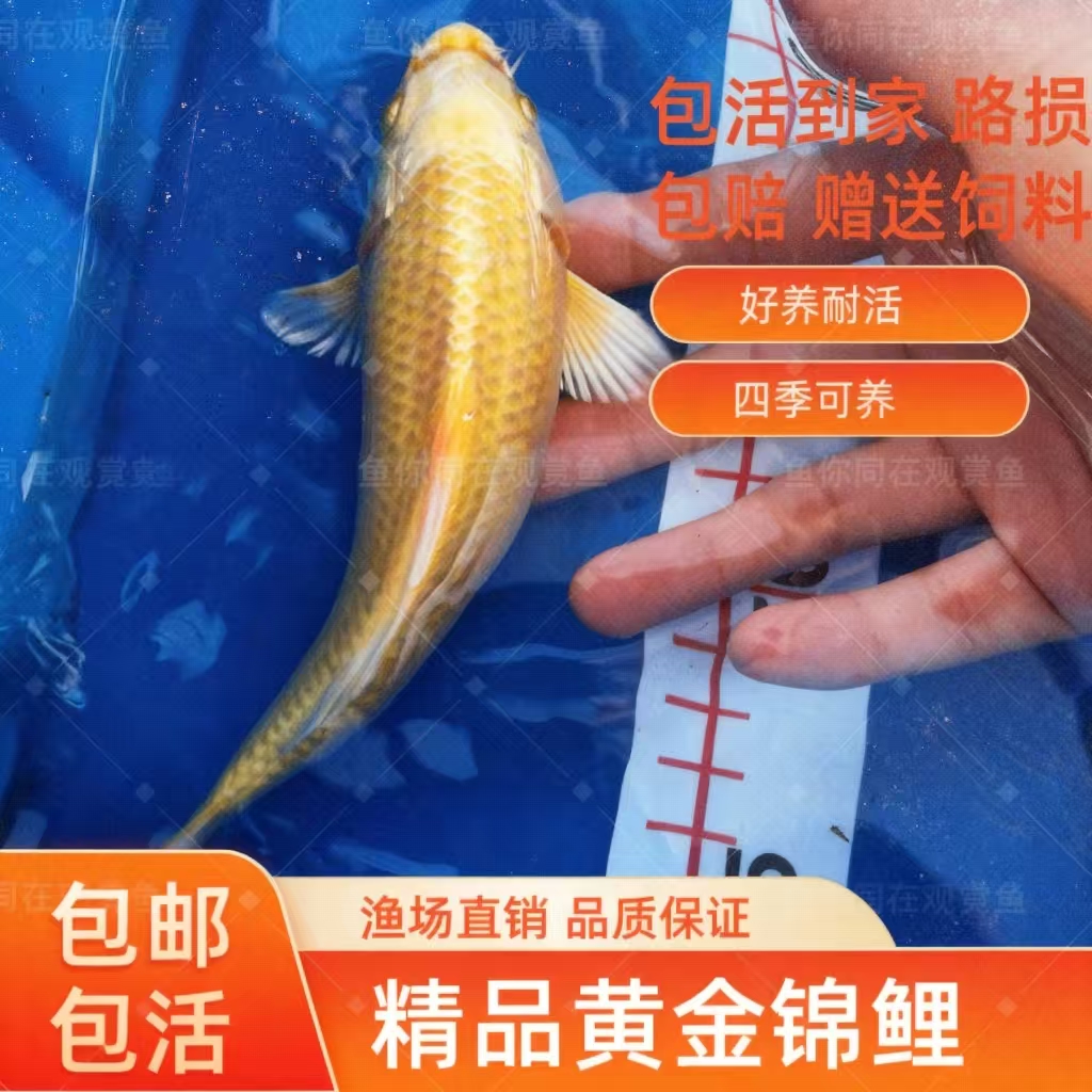 黄金金鱼锦鲤观赏鱼鱼苗