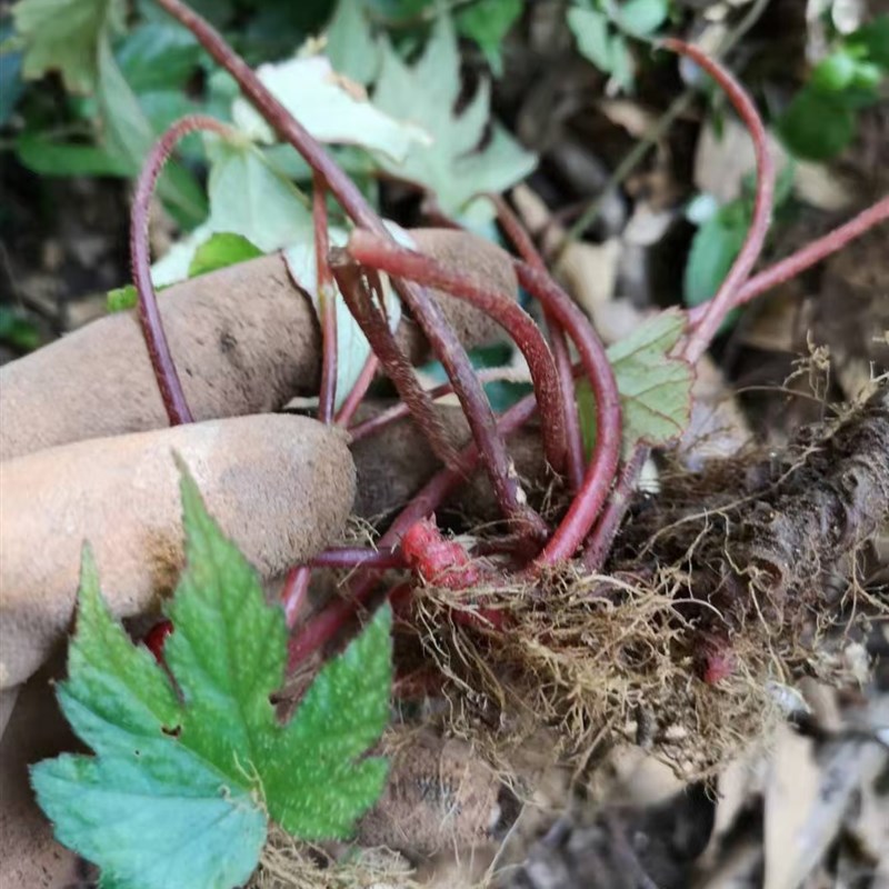裂叶海棠红孩儿竹节w三七花月凤仙农产品加工设备