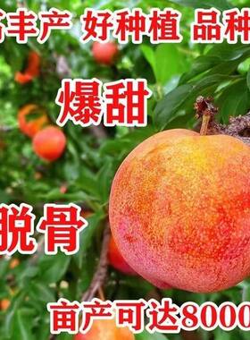 精品大红袍李子树苗盆栽地栽南北方阳台庭院种当年结果植耐寒耐热