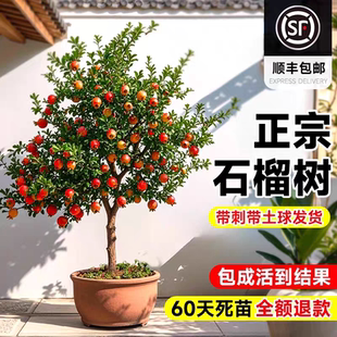 特大石榴树苗大红袍石榴树苗盆栽地栽南北方庭院阳台种植当年结果