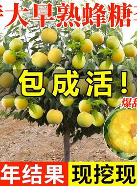 精品蜂糖李子大红袍李子树苗盆栽地栽阳台庭院南北种植当年结果
