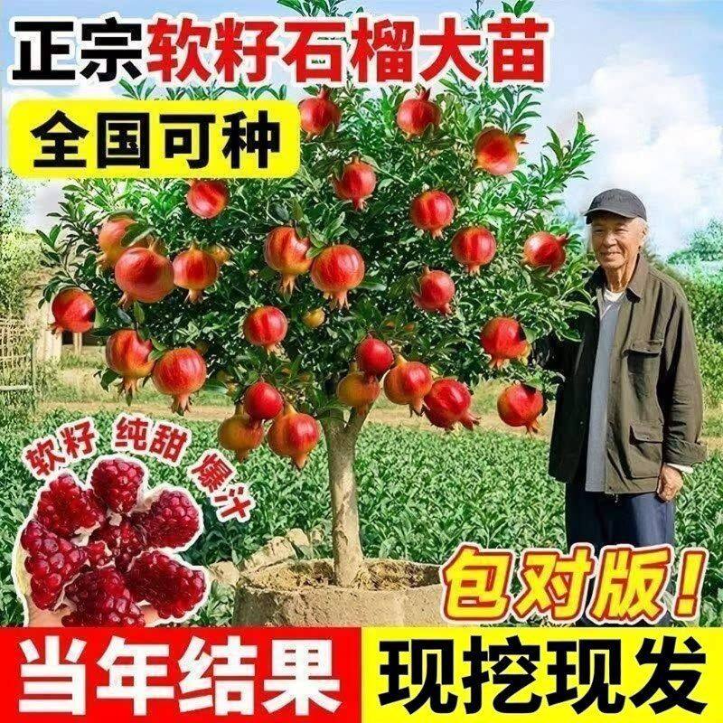 精品大红袍软籽石榴树苗盆栽地栽南北方阳台庭院种植当年结果耐寒