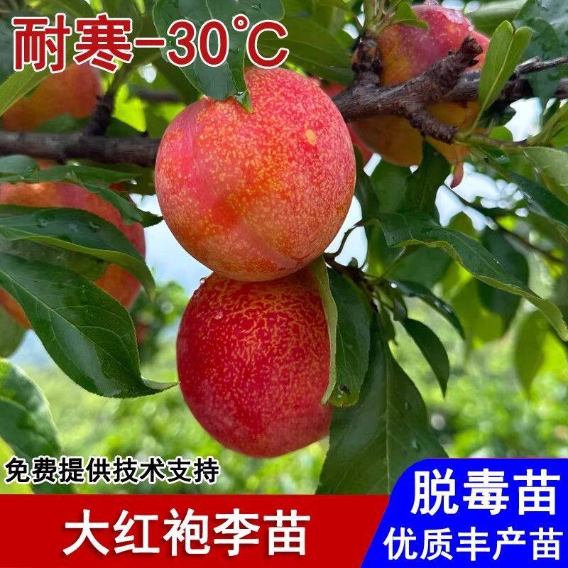 带土带土大红袍李子树苗盆栽地栽南北方阳台庭院种植当年结果耐寒
