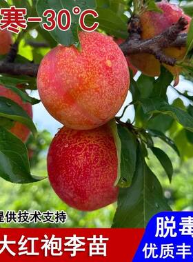 带土带土大红袍李子树苗盆栽地栽南北方阳台庭院种植当年结果耐寒