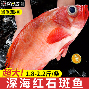 红石斑鱼鲜活冷冻龙胆鱼野生深海新鲜超大红鱼富贵鱼海鲜水产批发