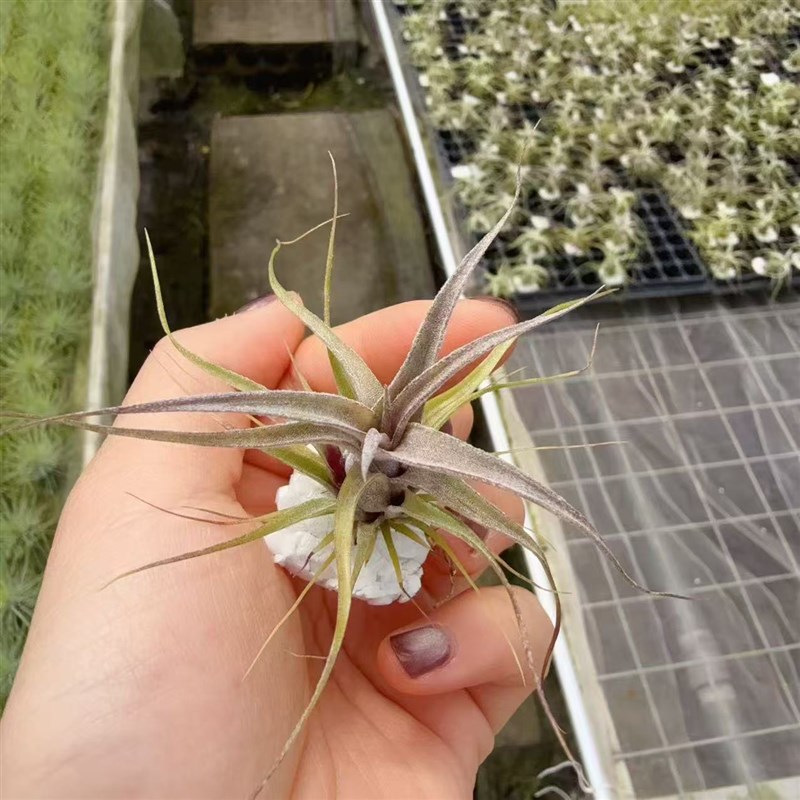 空气凤梨-e实生电卷小苗无土植物绿植小型迷你简单养殖绿植