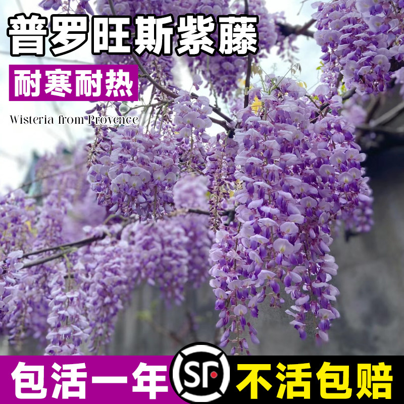 普罗旺斯紫藤花苗爬藤植物紫滕花树E苗庭院盆景紫腾大树苗四季开,鲜花速递/花卉仿真/绿植园艺,绣球/木绣球/木本植物,淘宝优惠券,粉丝福利购,淘宝优惠卷