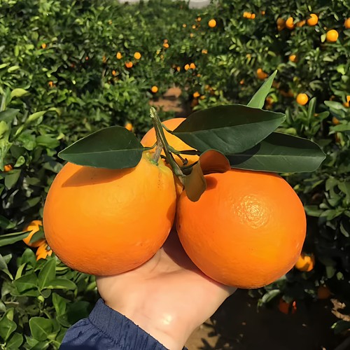 脐橙新鲜现摘现发自然成熟不打药橙子纽荷尔脐橙