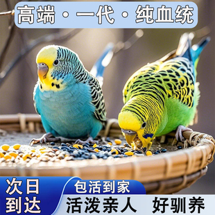 鹦鹉活鸟虎皮鹦鹉鸟类小鸟会学说话的鸟手养宠物小型鹦鹉一公一母