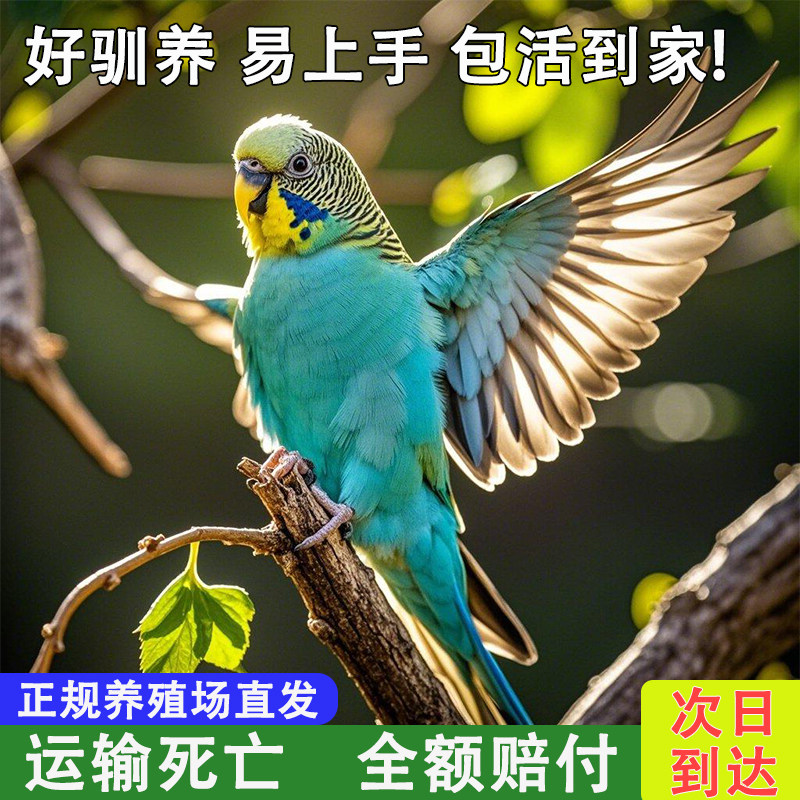 鹦鹉活鸟活物虎皮鹦鹉会学说话的鸟类宠物鸟云斑小型家养小鸟活体,宠物/宠物食品及用品,鸟,淘宝优惠券,粉丝福利购,淘宝优惠卷