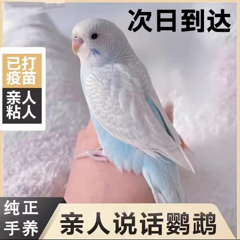 鹦鹉活鸟虎皮鹦鹉鸟类小鸟会学说话的鸟手养宠物小型鹦鹉一公一母