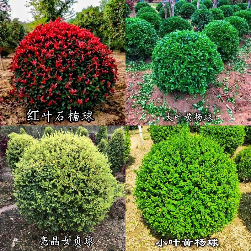 红叶石楠树苗小叶黄杨球冬青球别墅庭院绿化植物工程树.苗四季常