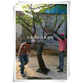 仿真大型榕树装 饰宾馆广场室内外景观大型仿真树 饰假树店铺装