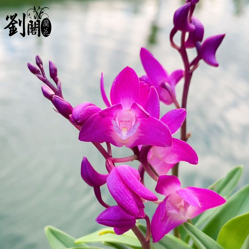 七彩香水石斛 现带花四季好养兰花绿植浓香石斛改善睡眠净化空气