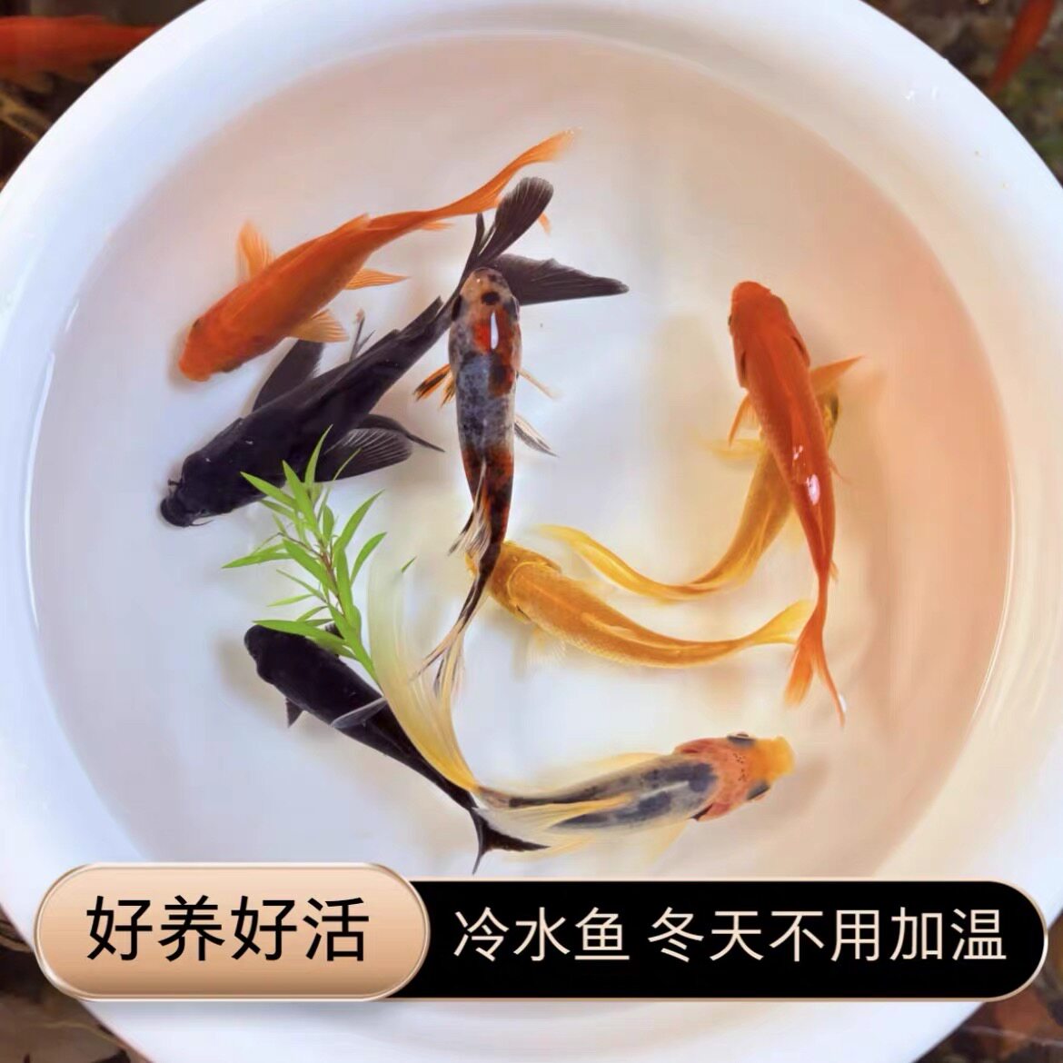 新手好养不用加热耐活