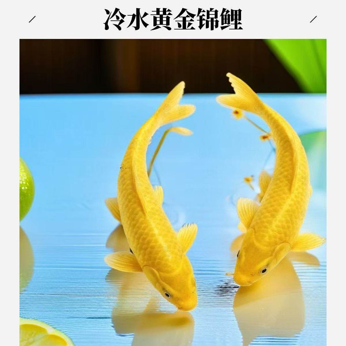 纯种黄金龙凤锦鲤观赏鱼活体观赏鱼黄金龙凤锦鲤淡水鱼自来水可养