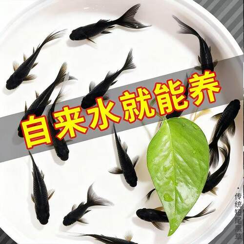 易养皮实黑色鱼冬天不加热