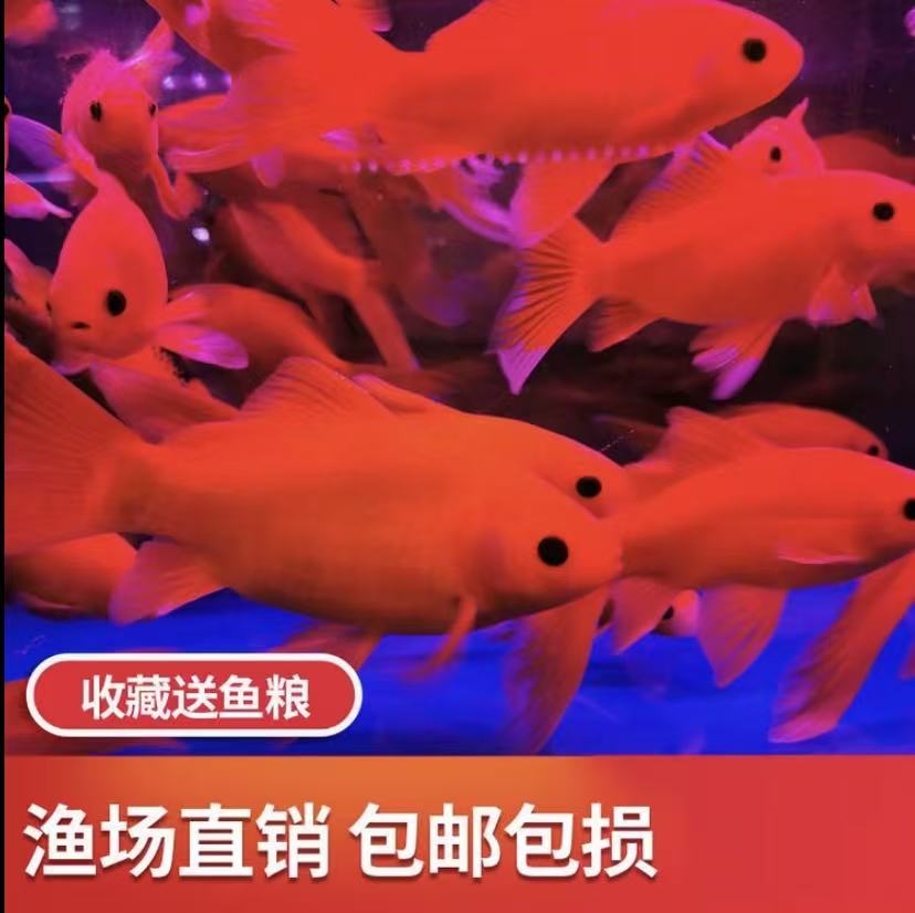 冷水鹦鹉鱼观赏鱼养不死耐活好养懒人鱼桌面淡水鱼活体鱼