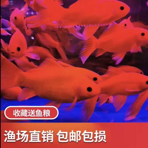 冷水红鹦鹉好养耐活淡水