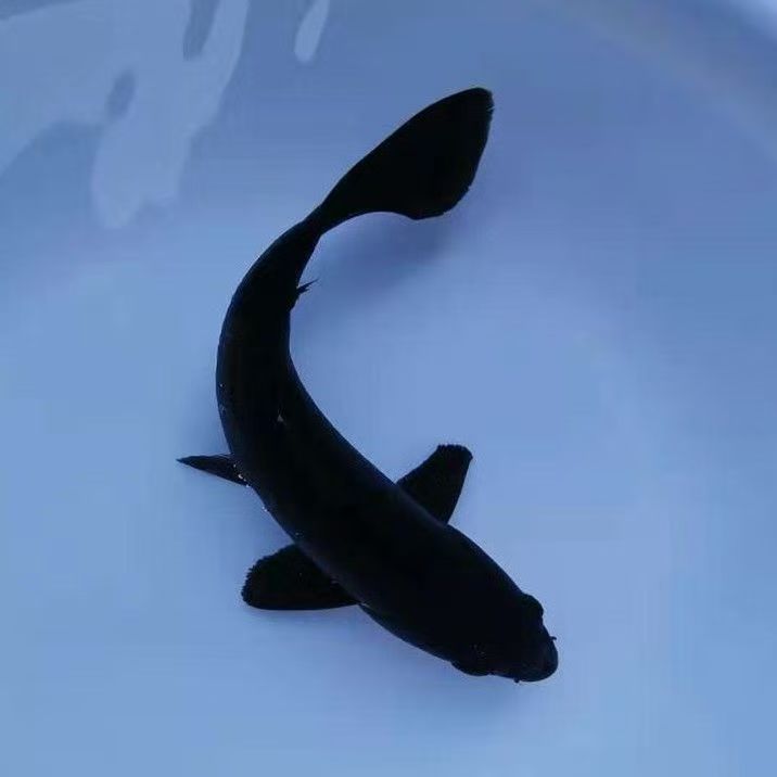 好养易活草金鱼黑草黑色鱼