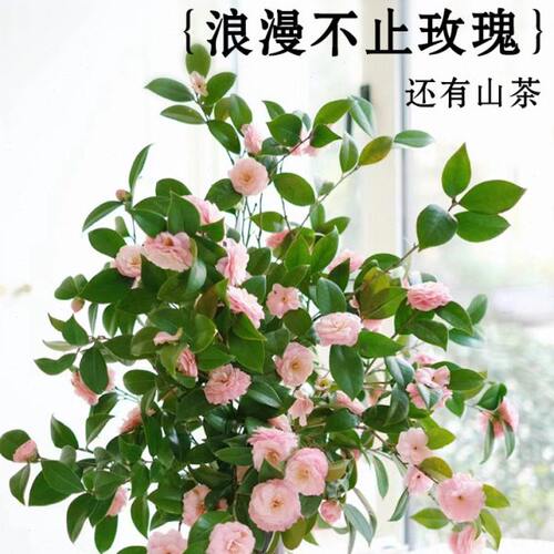 水培带花室内鲜切枝花卉盆栽四季茶花易桌面鲜花好养山茶花开花活