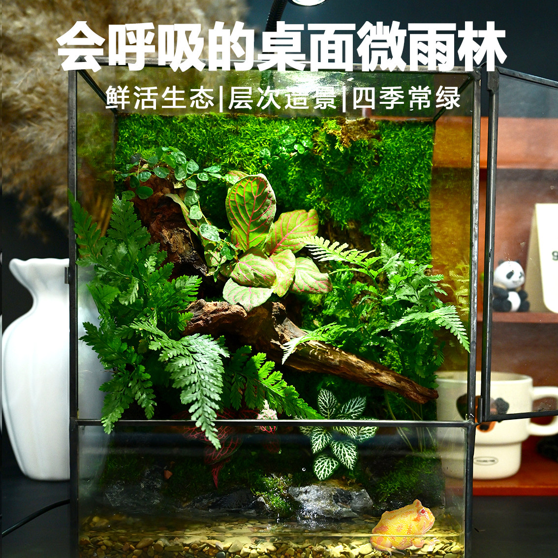 高考祝福礼物苔藓微景观辣椒蟹乌龟角蛙鱼桌面生态缸雨林缸造景