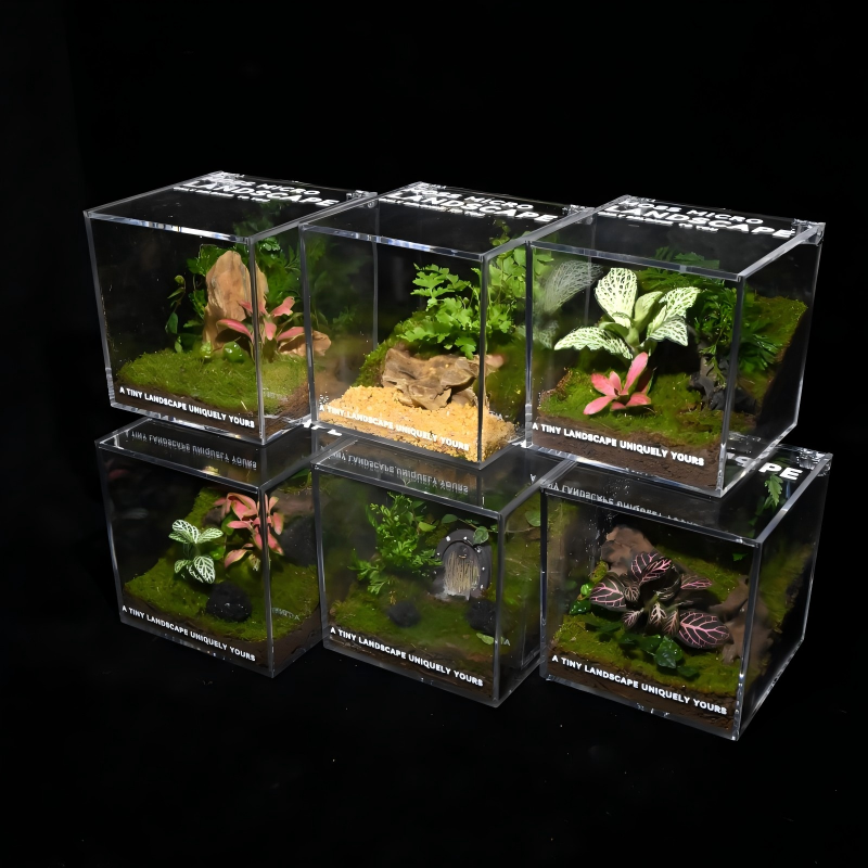 桌面苔藓微景观生态瓶成品